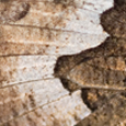 Hipparchia semele